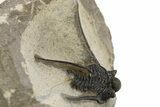 Long-Spined Cyphaspis Trilobite - Foum Zguid, Morocco #311134-3